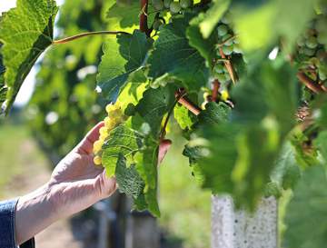 Prestation de taille et relevage de vigne