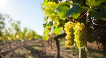 L’effeuillage manuel de vignes par nos soins