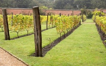 Confiez-nous vos plantations de vignes professionnelles