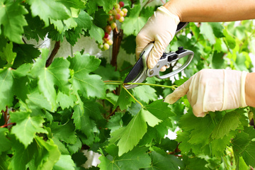 Les services d'un tailleur de vigne