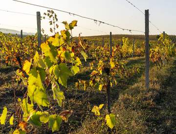 Des installateurs de grands piquets-palissage