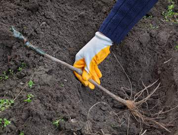 Plantation des vignes