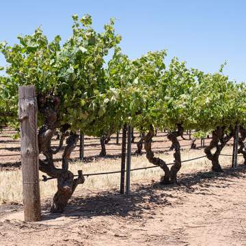 Vigne taillée par la SAS Martin