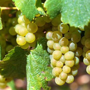 Raisin blanc obtenu grâce au savoir-faire de la SAS Martin