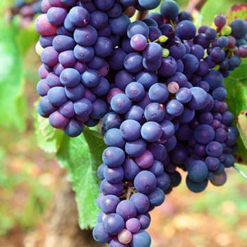 Raisin de qualité grâce à un éclaircissage des vignes