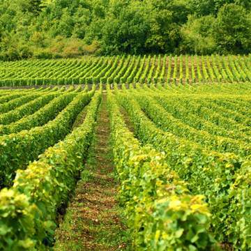 Travaux viticoles de la SAS Martin en Gironde